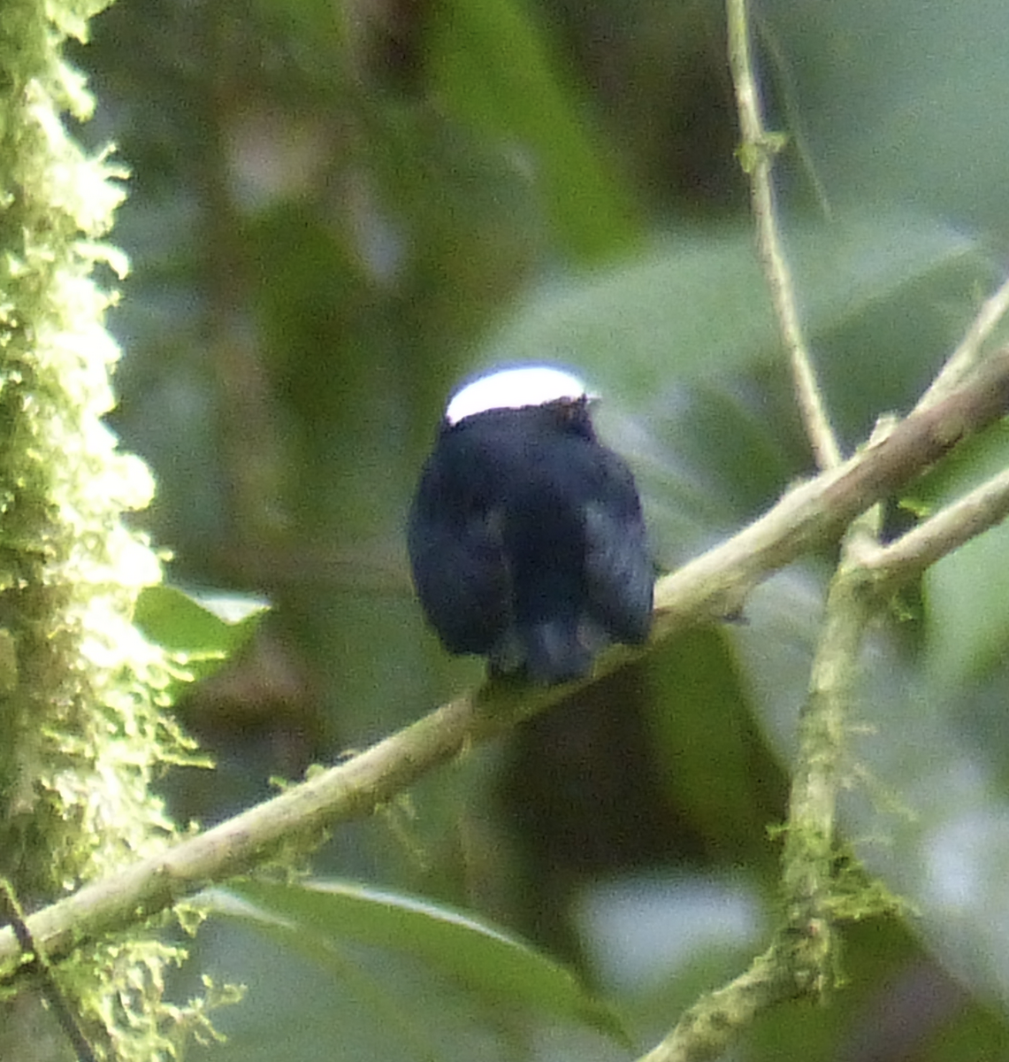 White-crowned Manakin - ML134595181