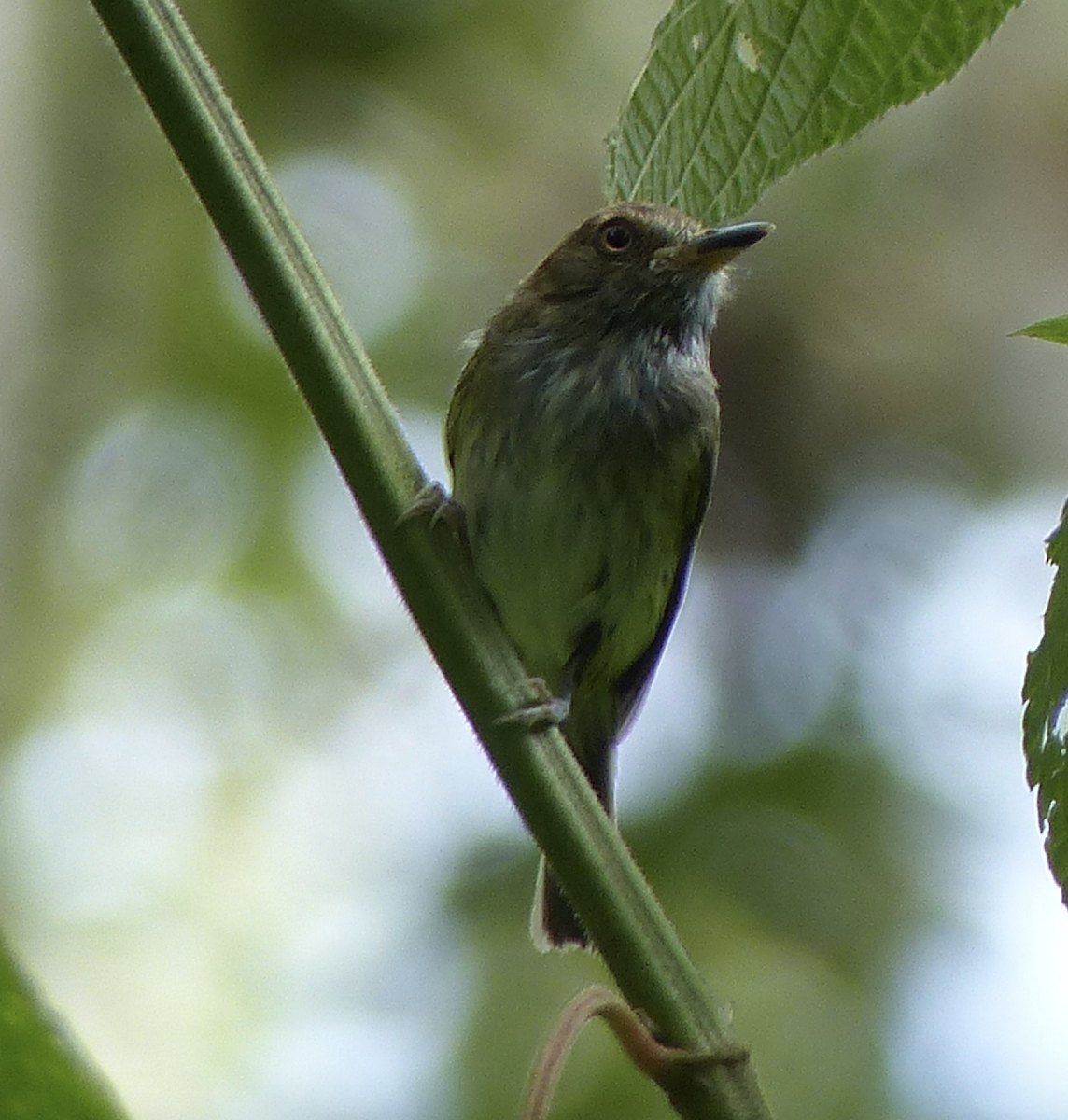 Scale-crested Pygmy-Tyrant - ML134595441