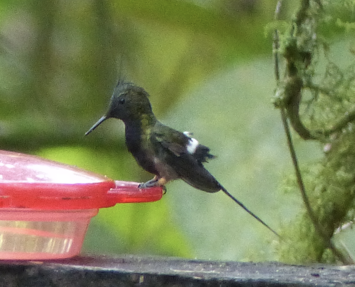 Wire-crested Thorntail - ML134595701