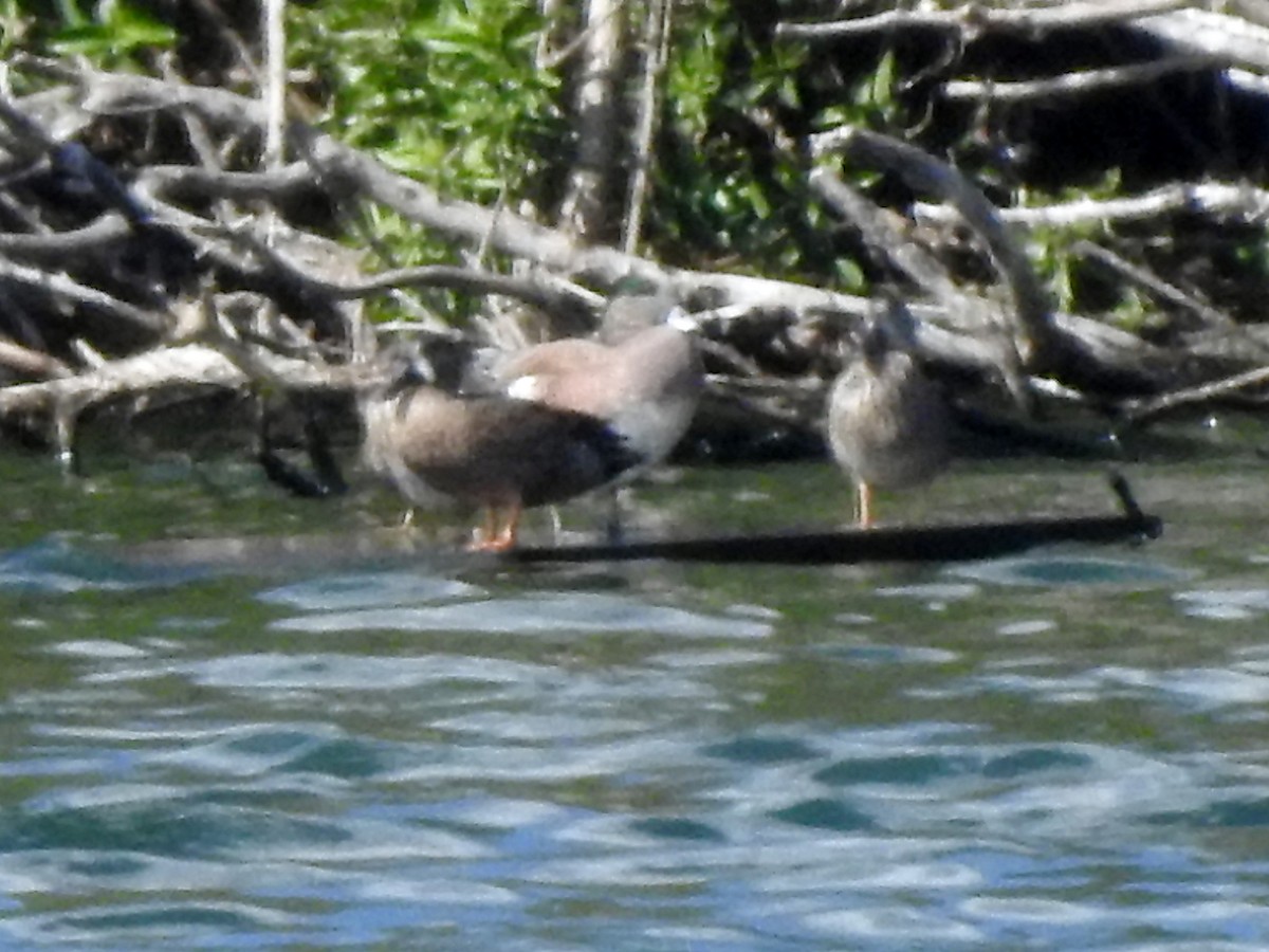 American Wigeon - ML134595751