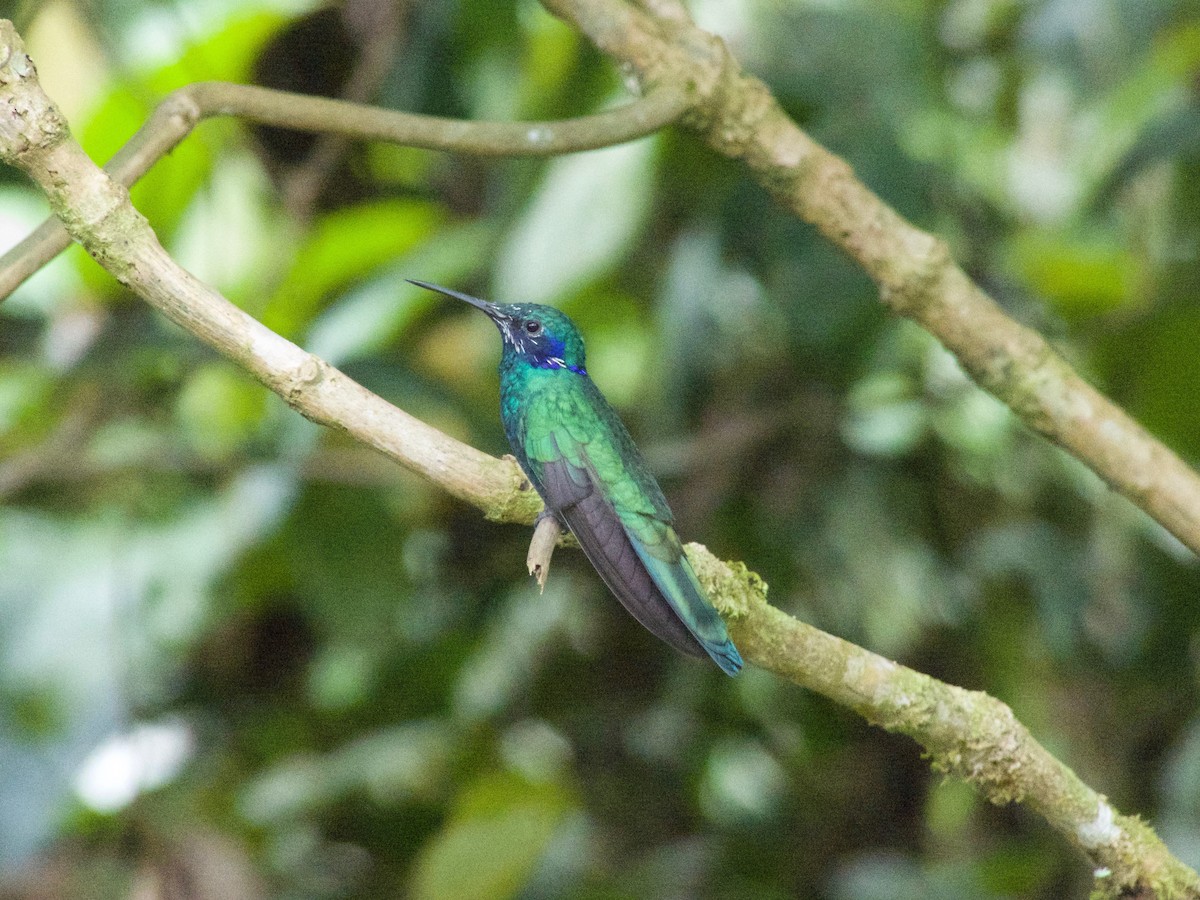 Colibrí Rutilante - ML134595961