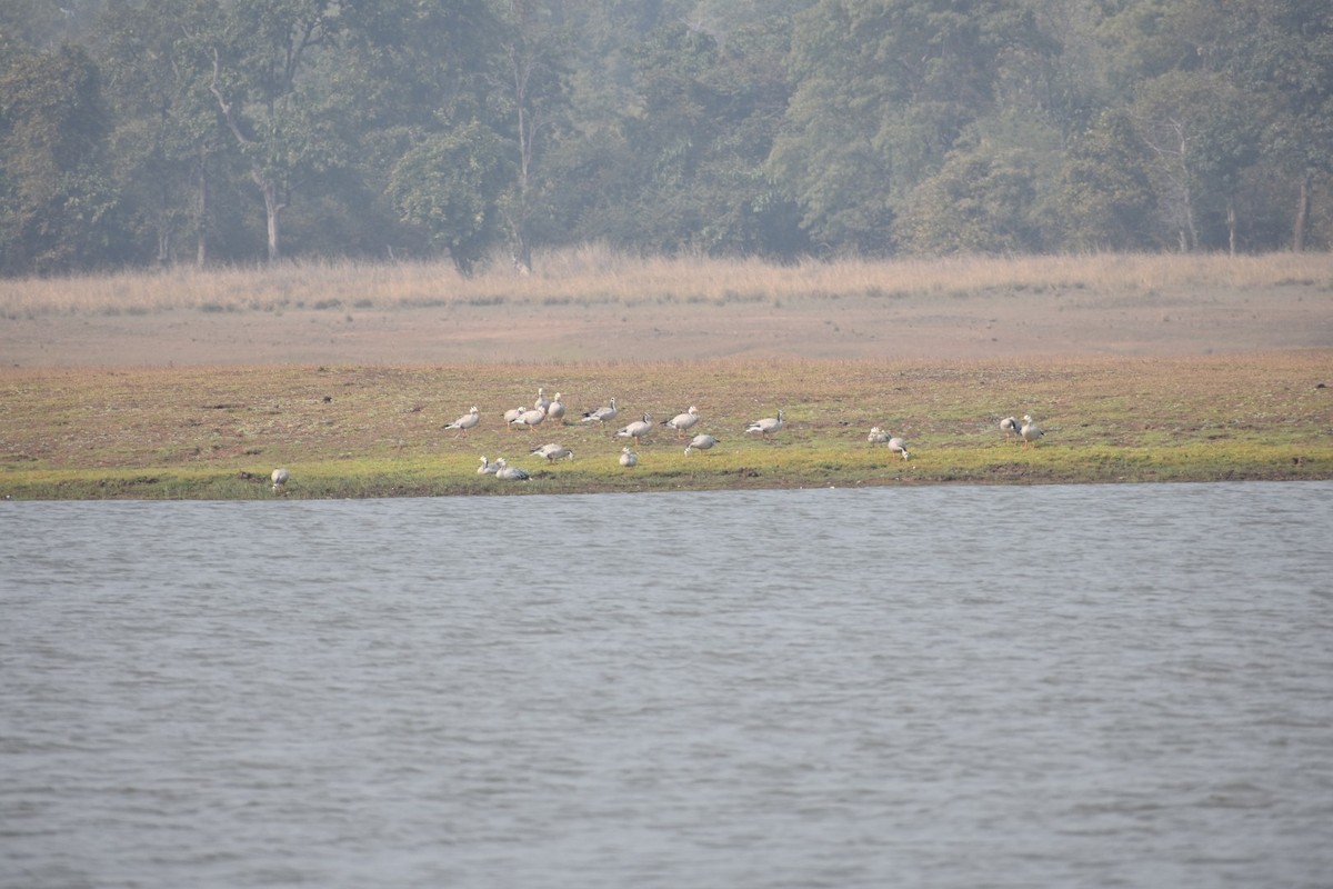 Bar-headed Goose - ML134596401