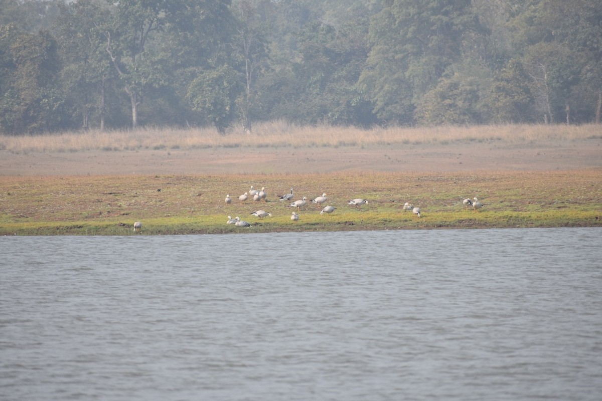 Bar-headed Goose - ML134596421