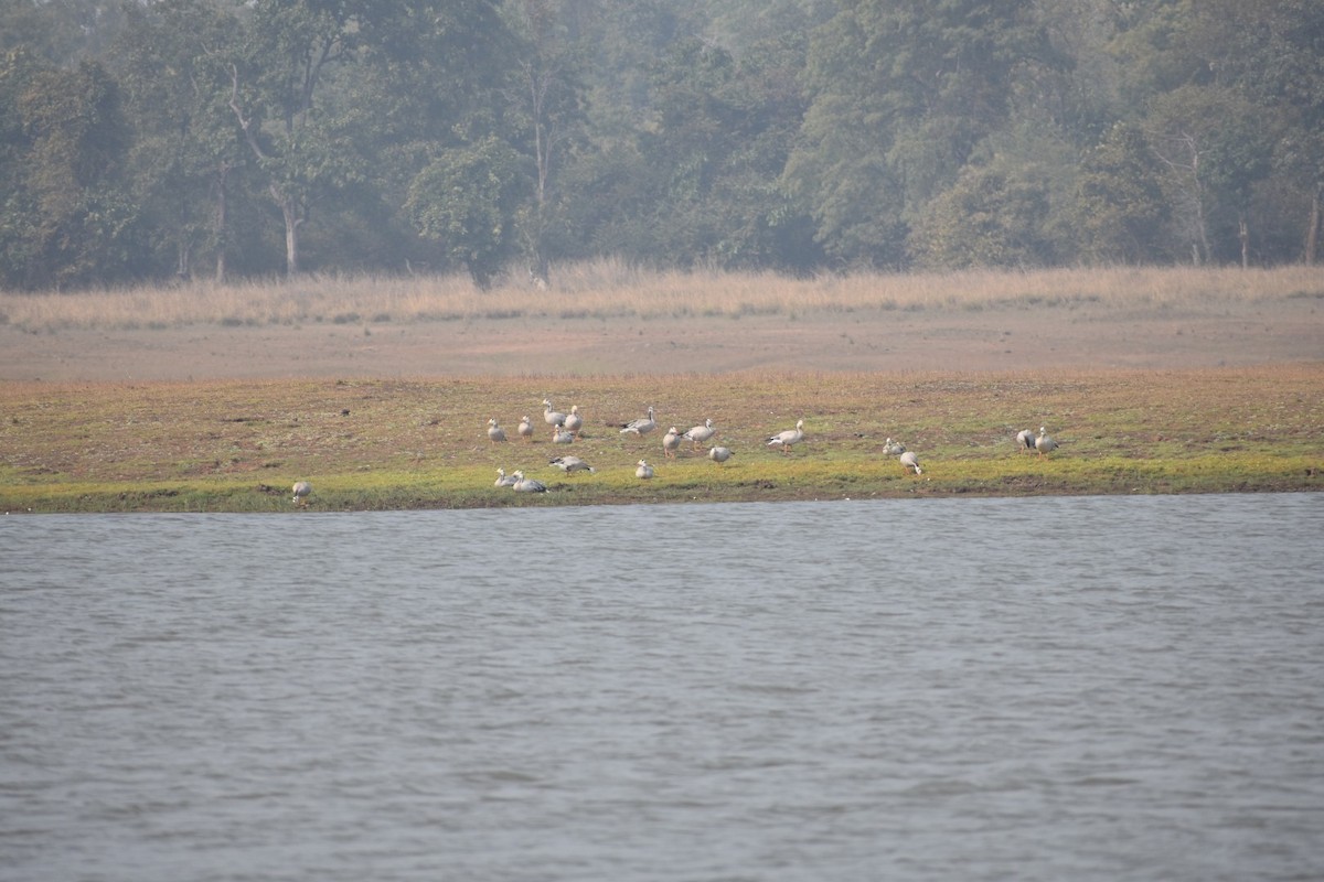 Bar-headed Goose - ML134596461