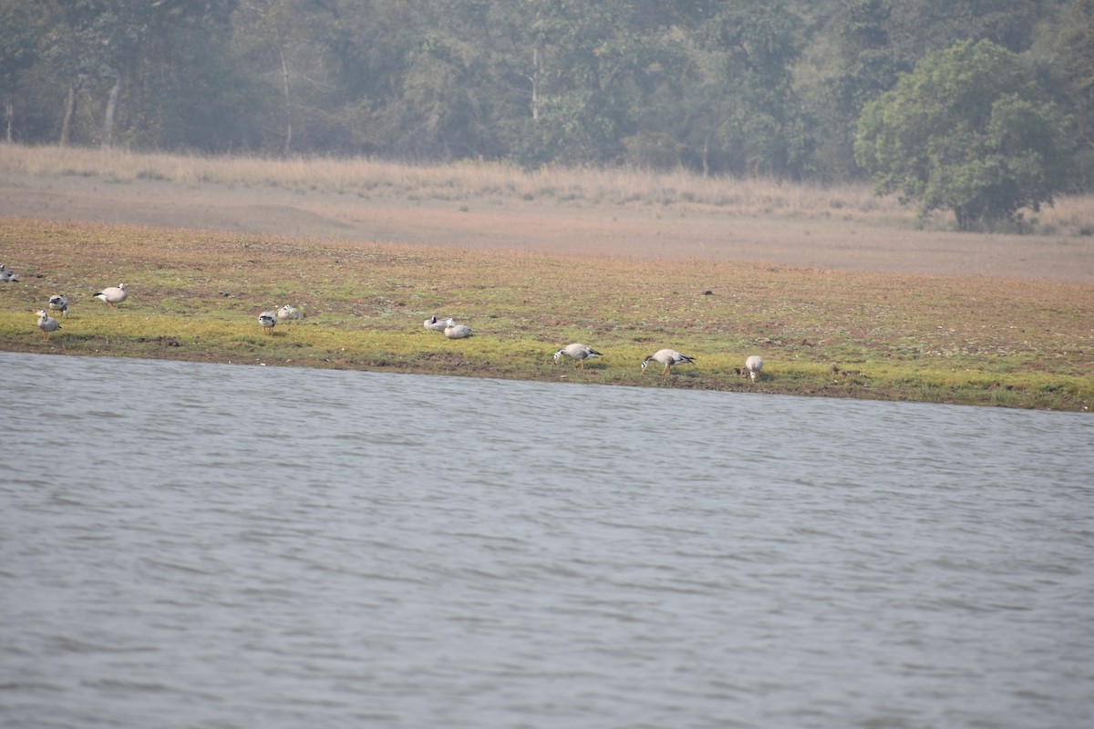 Bar-headed Goose - ML134596511