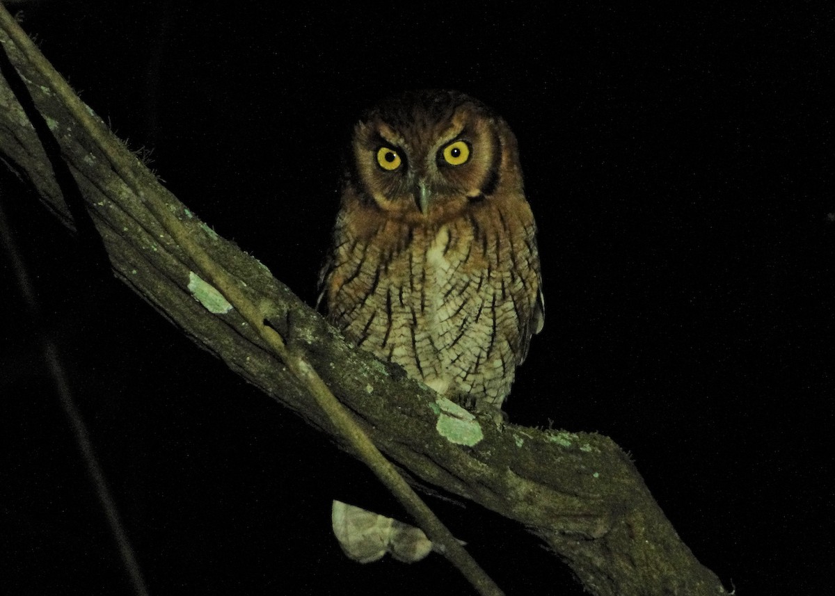 Tropical Screech-Owl - ML134597501