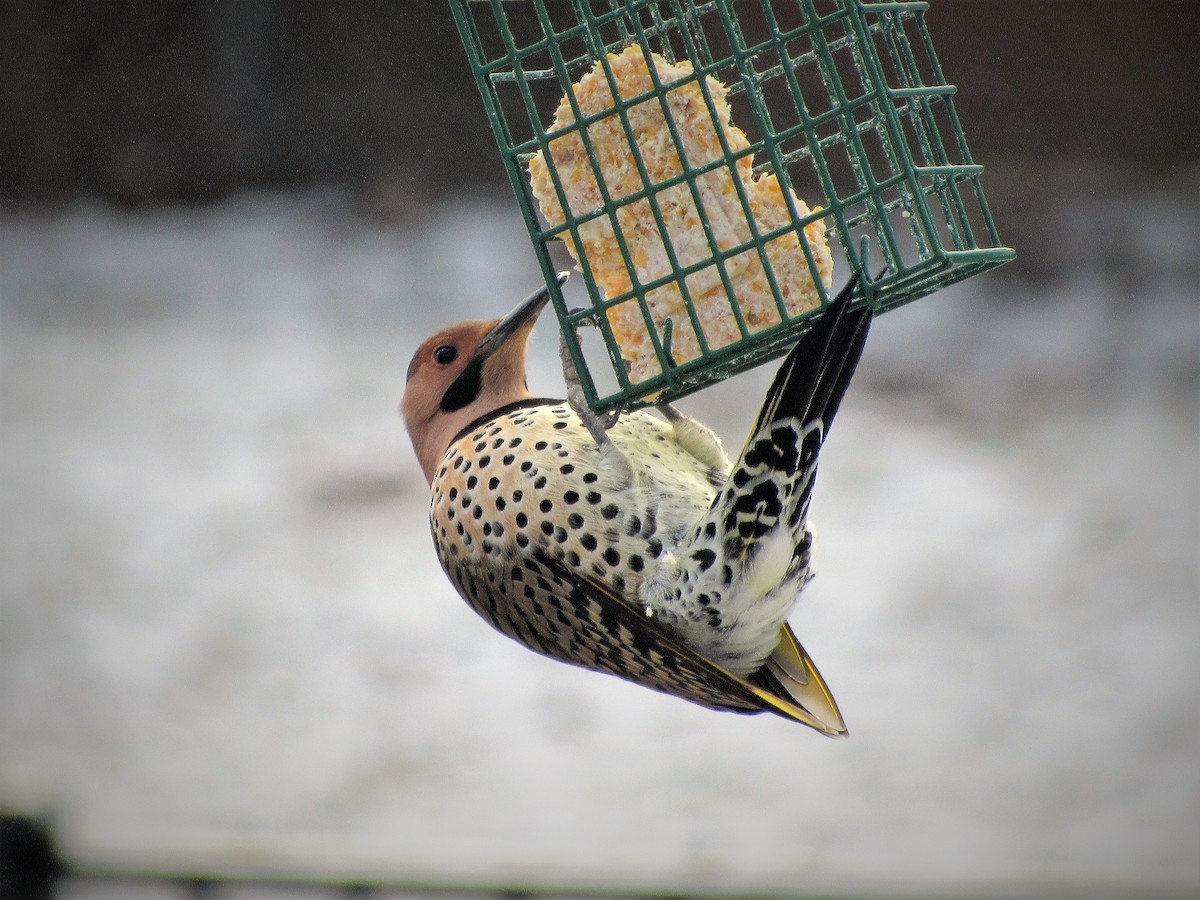 Northern Flicker (Yellow-shafted) - Fred Kachmarik