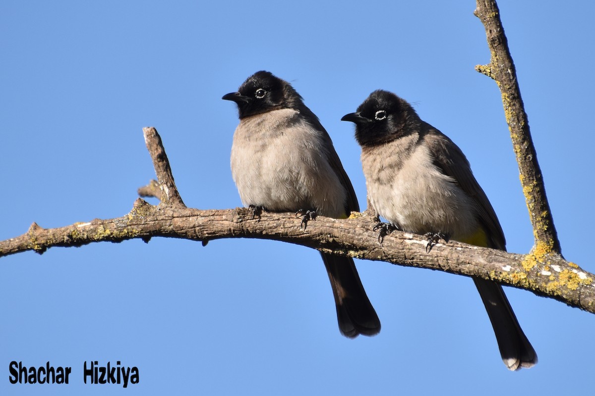 White-spectacled Bulbul - ML134600461