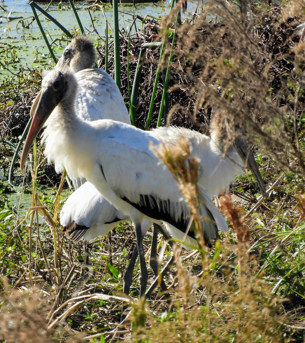 Wood Stork - ML134601091