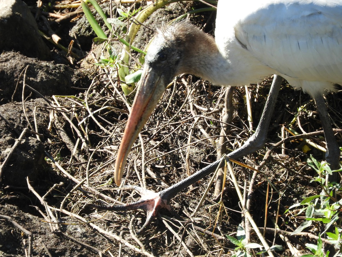 Wood Stork - ML134601131