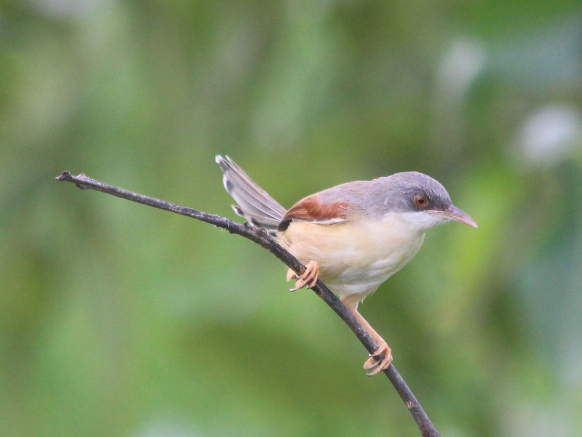 rødvingeprinia - ML134602011