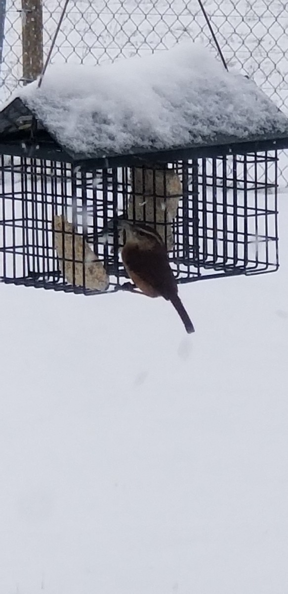 Carolina Wren - Jessica Spangler