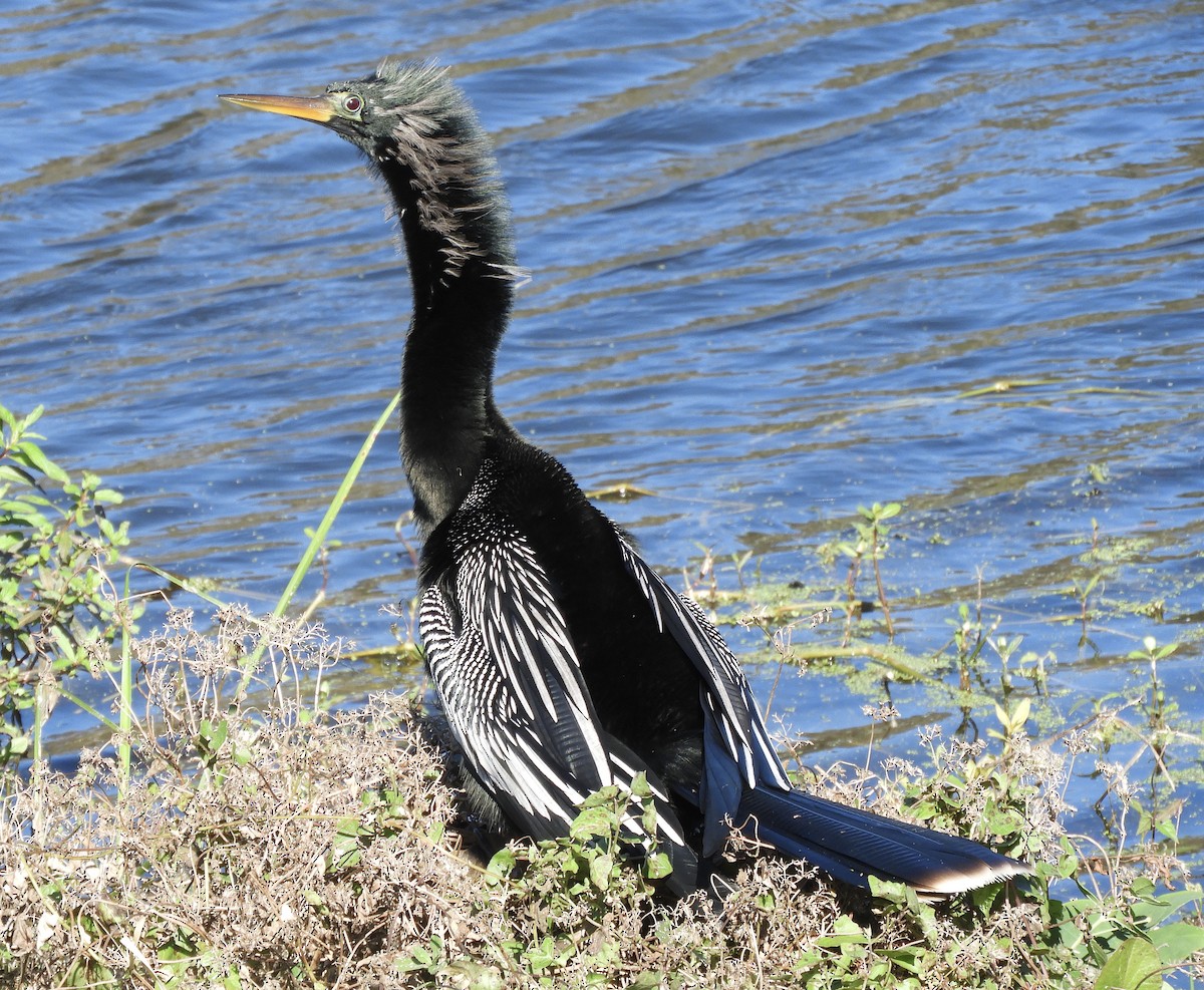 Anhinga - ML134602601