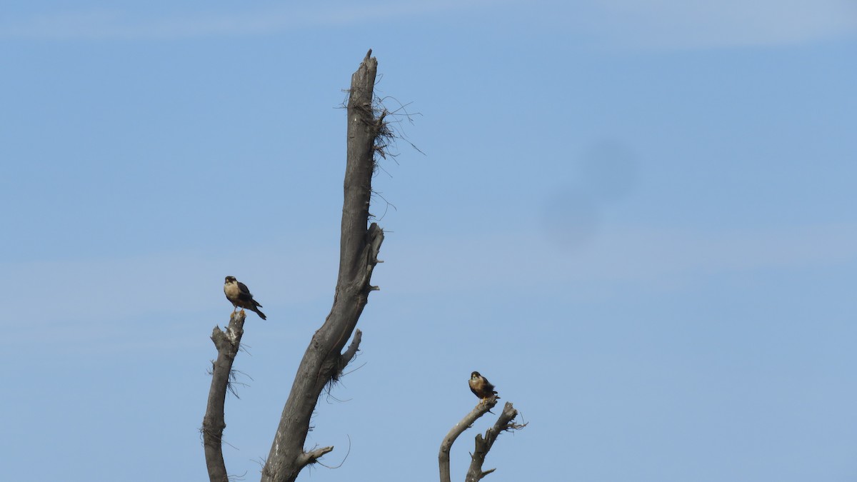 Aplomado Falcon - ML134602621