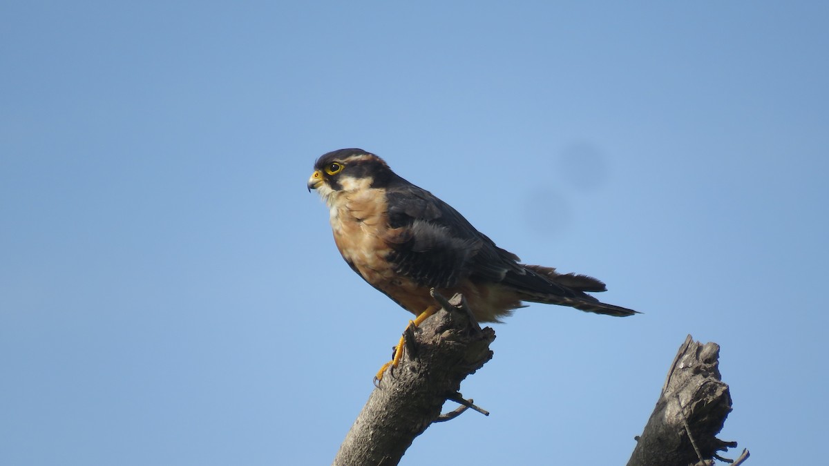 Aplomado Falcon - ML134602631