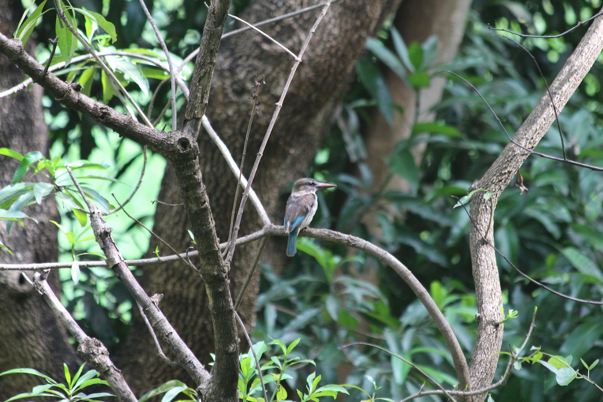 Brown-hooded Kingfisher - Manuel Schwarz