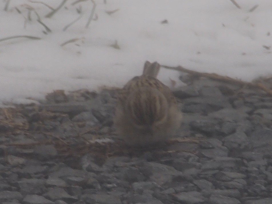 Clay-colored Sparrow - Joshua Snodgrass