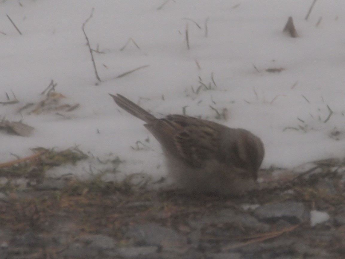 Clay-colored Sparrow - Joshua Snodgrass