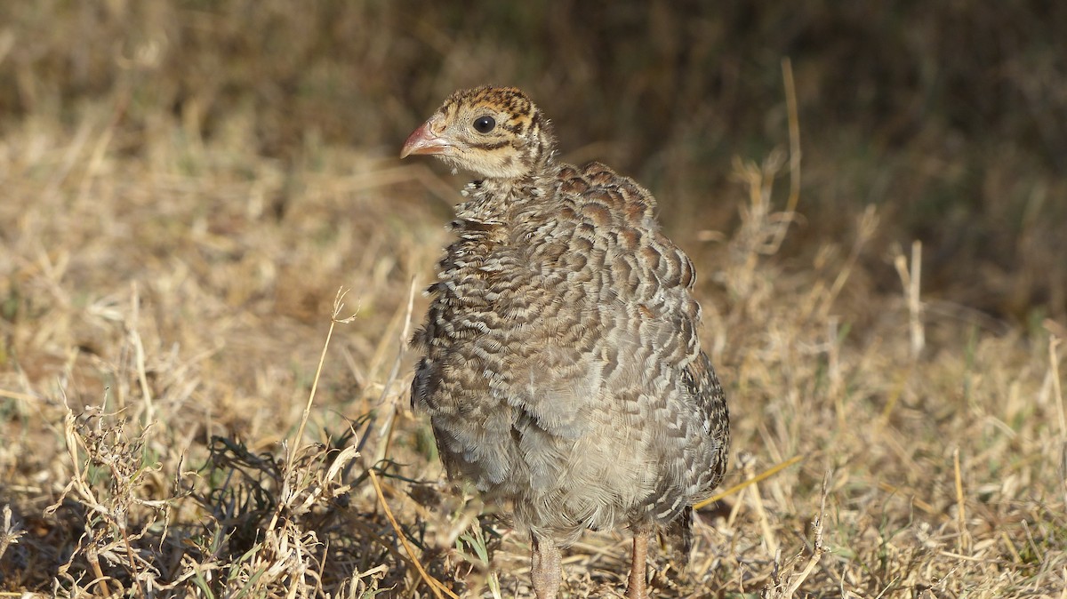 Vulturine Guineafowl - ML134604501