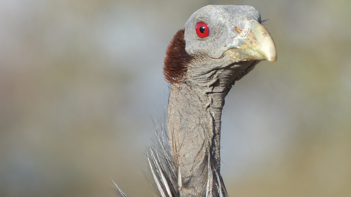 Vulturine Guineafowl - ML134604641