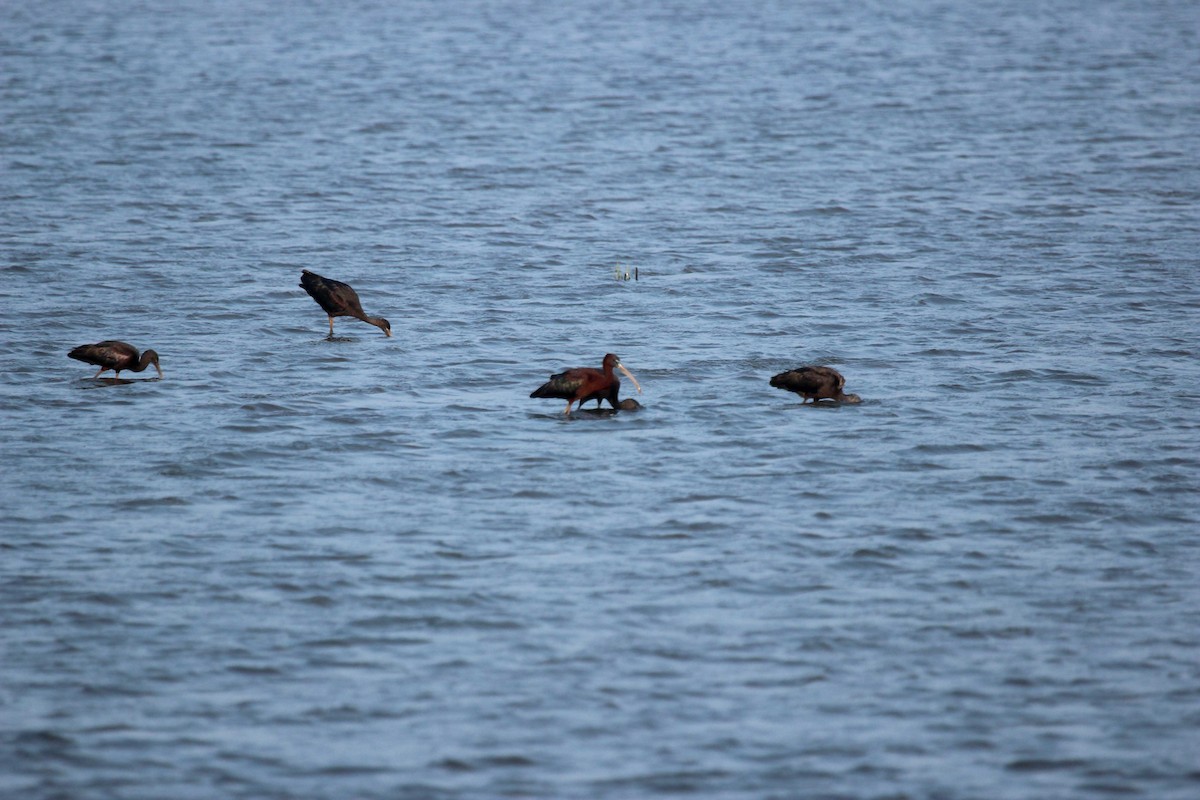 ibis hnědý - ML134605871