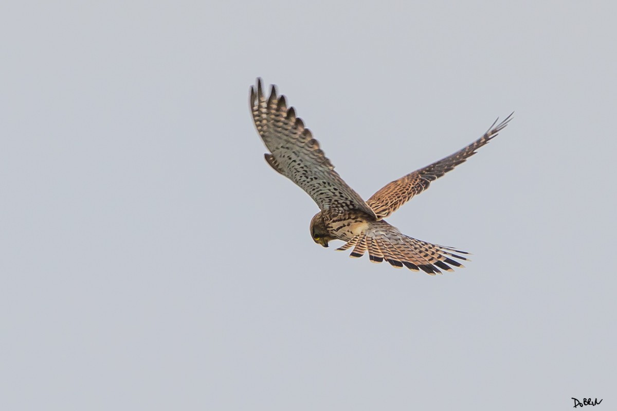 Eurasian Kestrel - Dobrin Botev