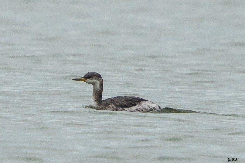Red-necked Grebe - ML134607301
