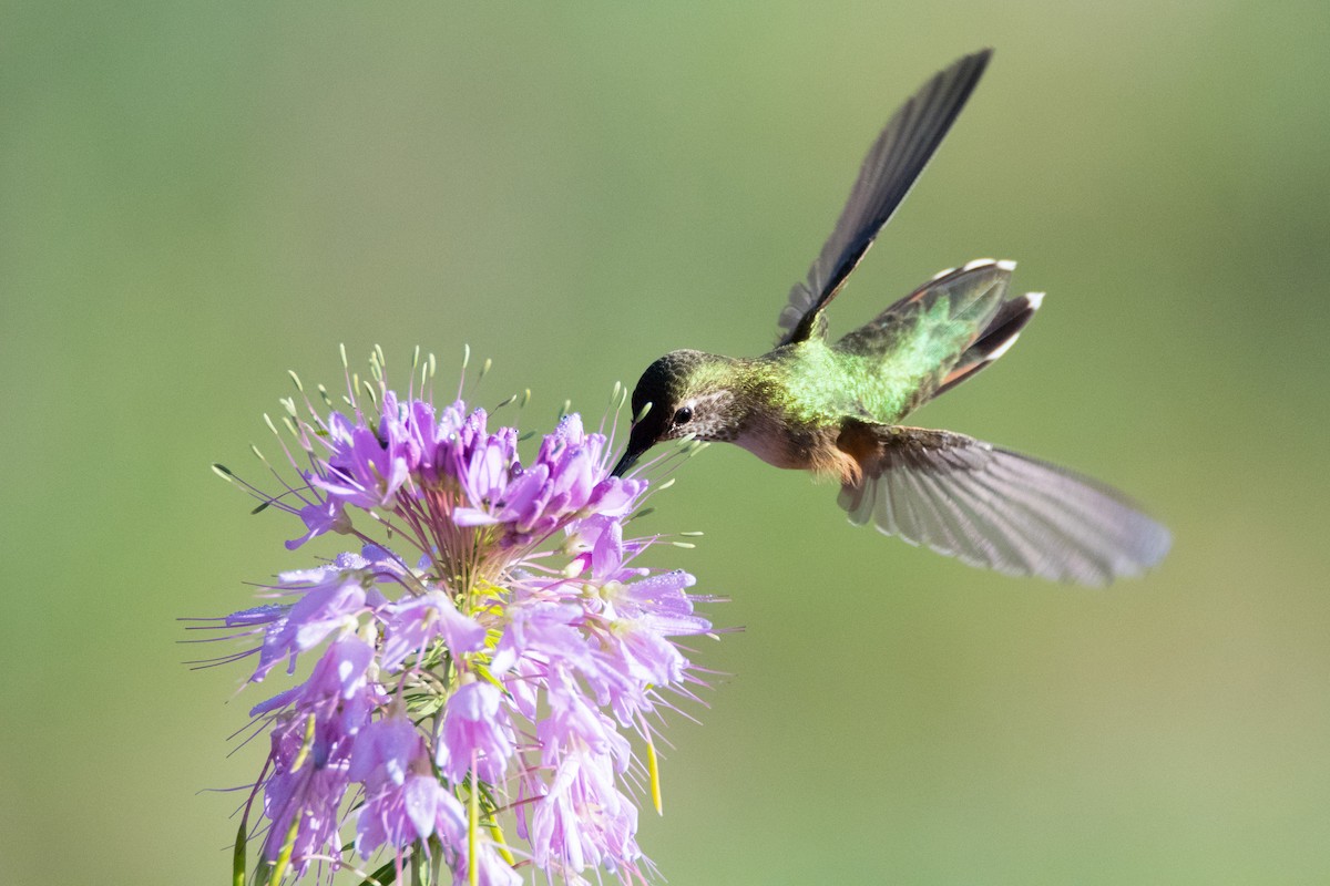 Colibri à queue large - ML134607421