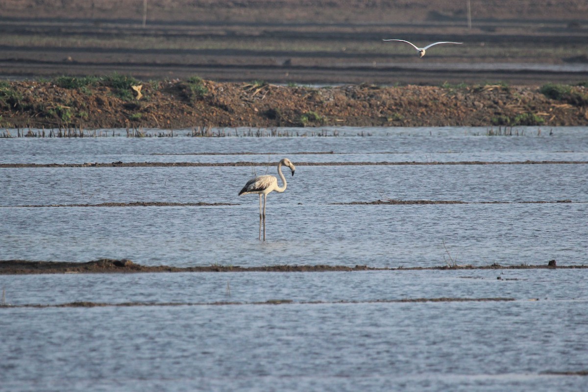 Flamant rose - ML134607551