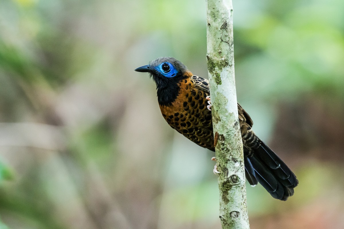 Ocellated Antbird - ML134607631