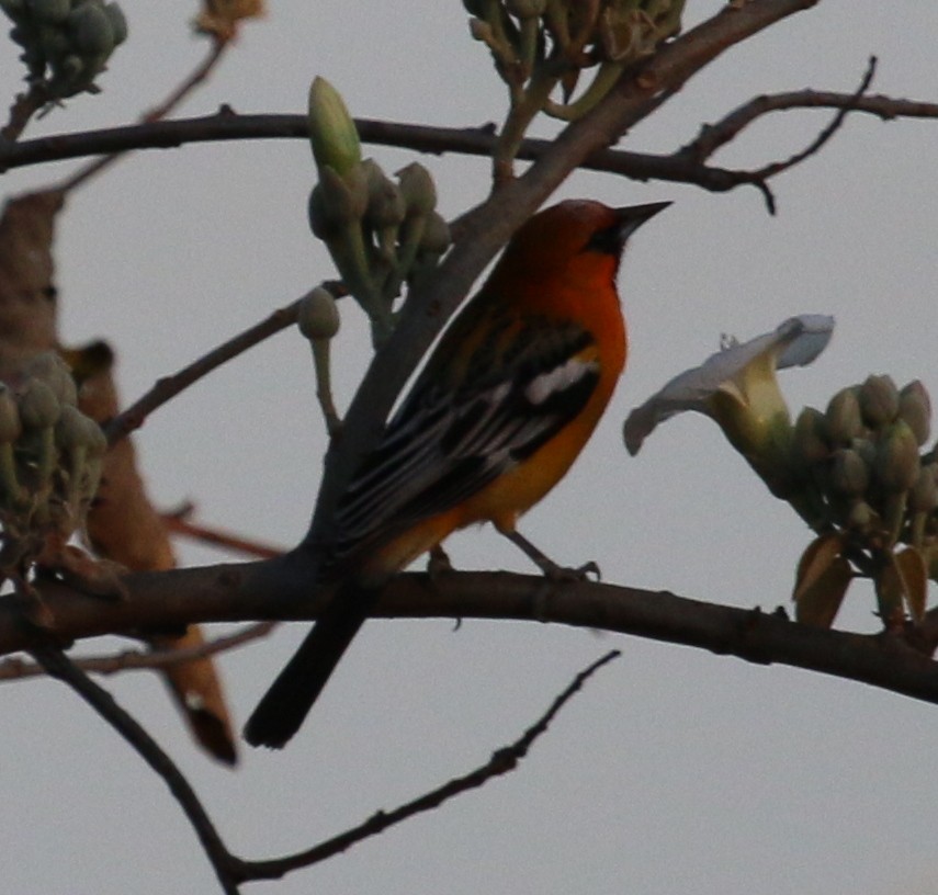Streak-backed Oriole - ML134607921