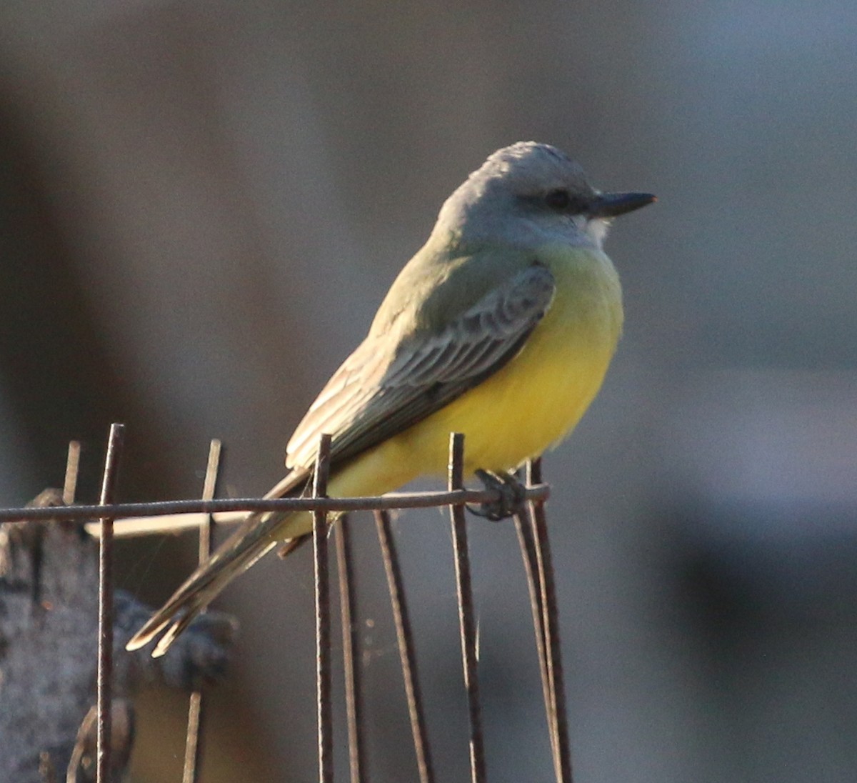 Tropical Kingbird - ML134607951