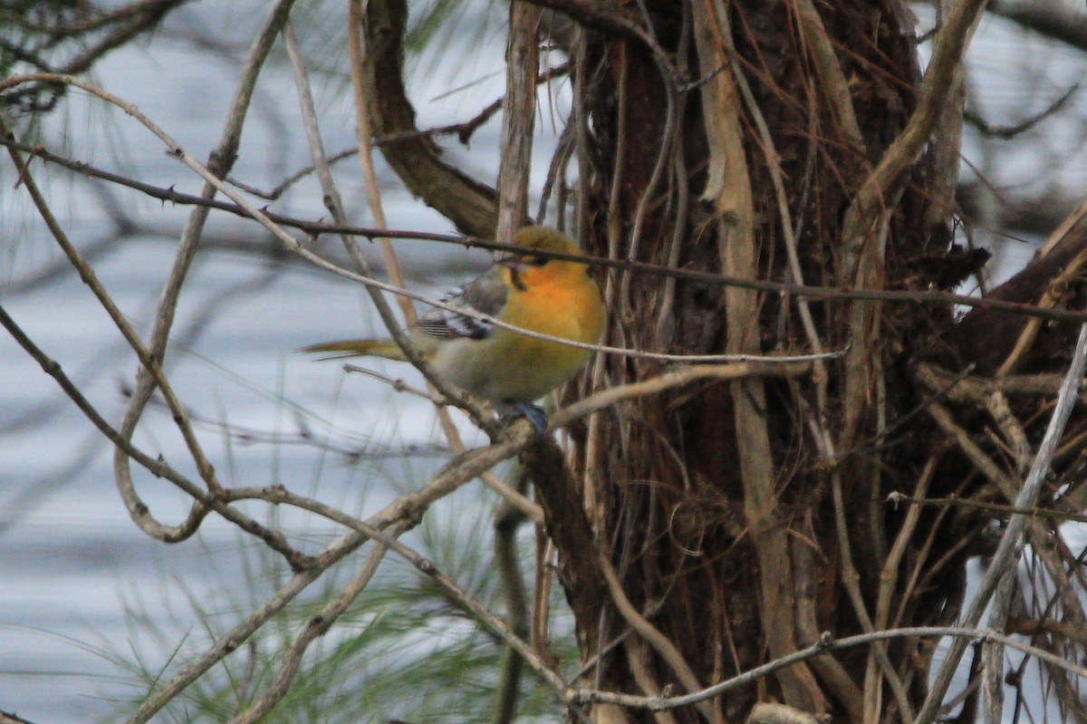 Bullock's Oriole - ML134608451