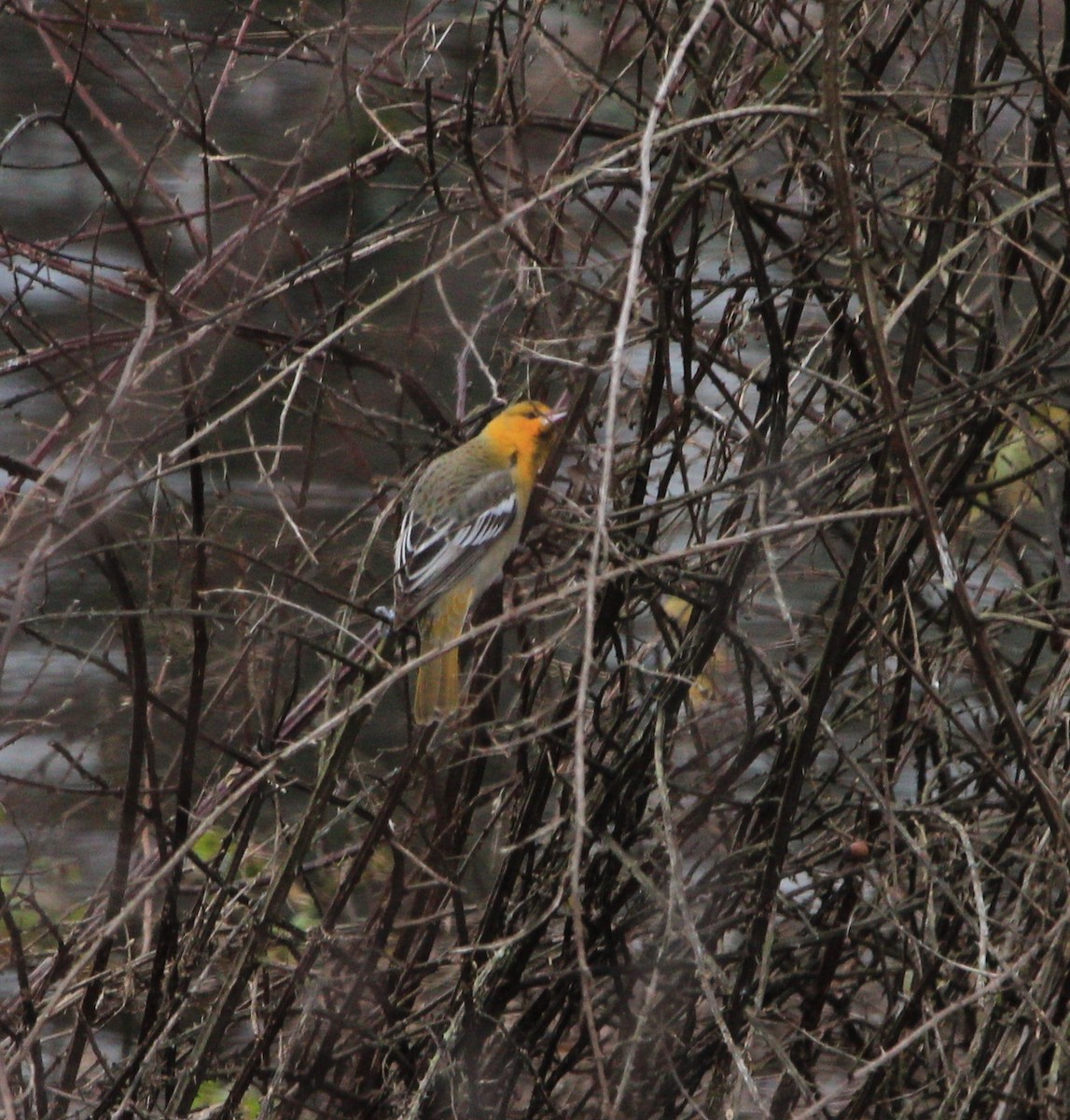 Bullock's Oriole - ML134608471