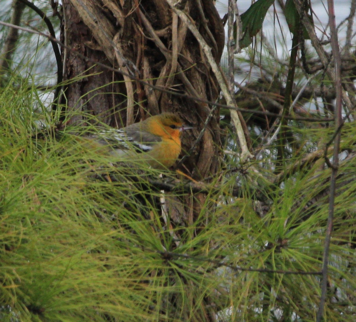 Bullock's Oriole - ML134608481