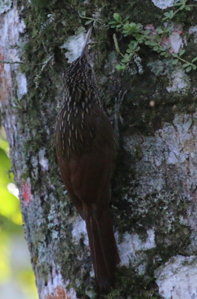 Ivory-billed Woodcreeper - ML134609561