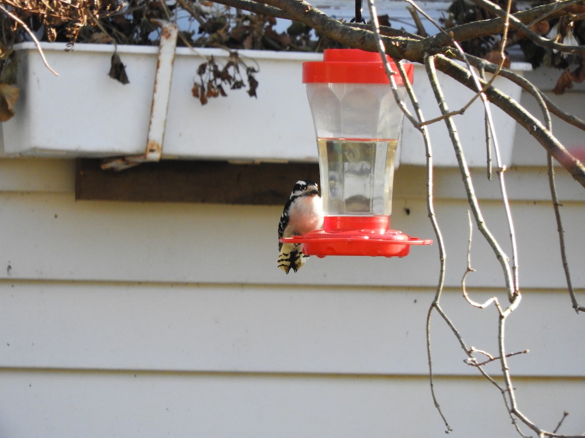 Downy Woodpecker - ML134609861