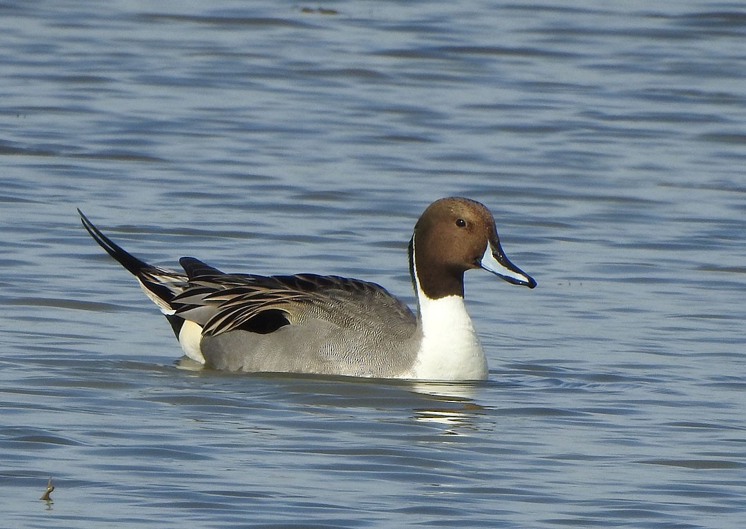 Northern Pintail - Ad Konings