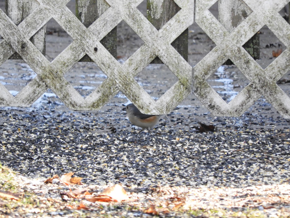 Tufted Titmouse - ML134610011