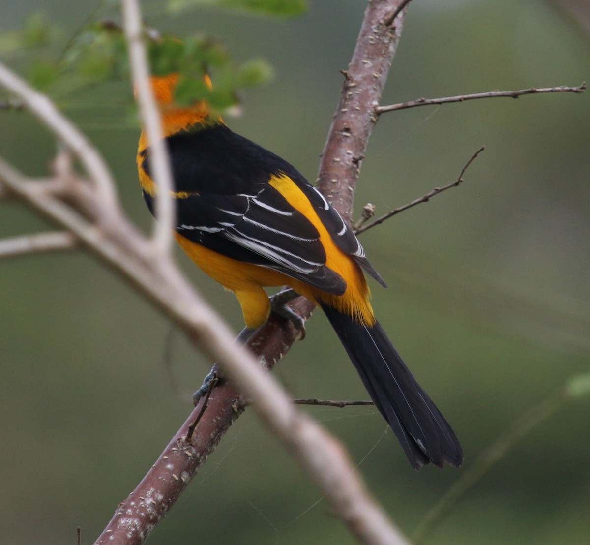 Altamira Oriole - Jacob C. Cooper