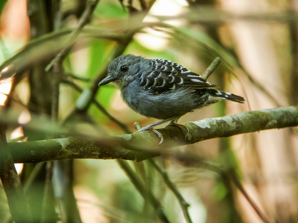 Xingu Scale-backed Antbird - Nick Athanas