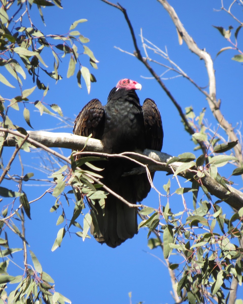 Turkey Vulture - Dana  Schroeder