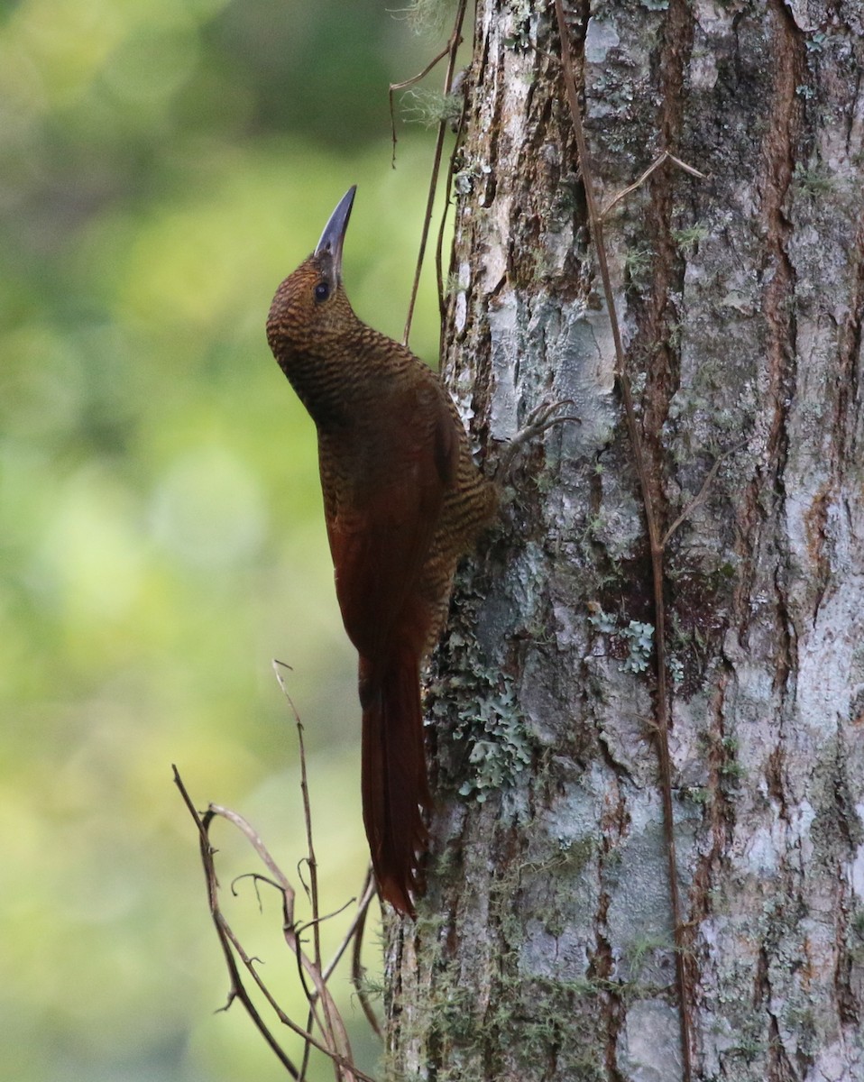 Northern Barred-Woodcreeper - ML134611581