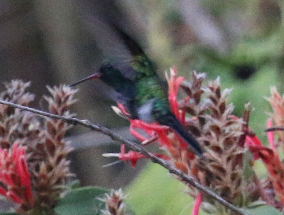 Canivet's Emerald (Canivet's) - ML134612811