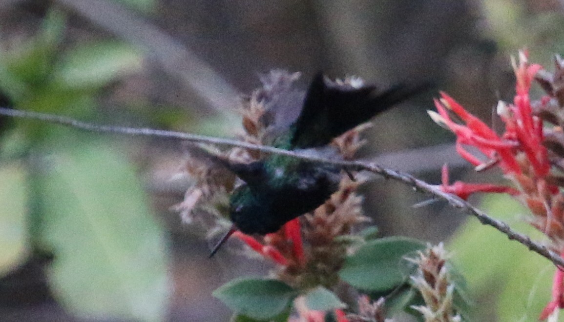 Canivet's Emerald (Canivet's) - ML134612821