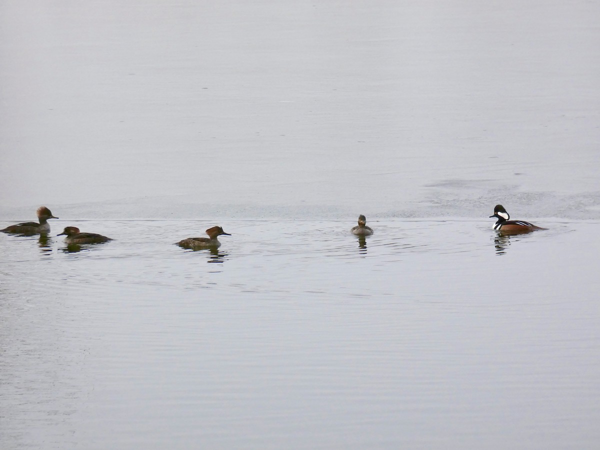 Hooded Merganser - ML134613061