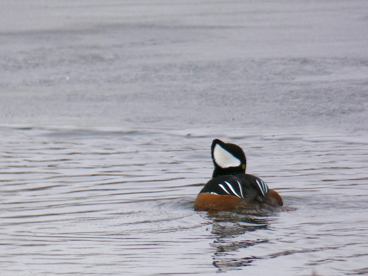 Hooded Merganser - ML134613071