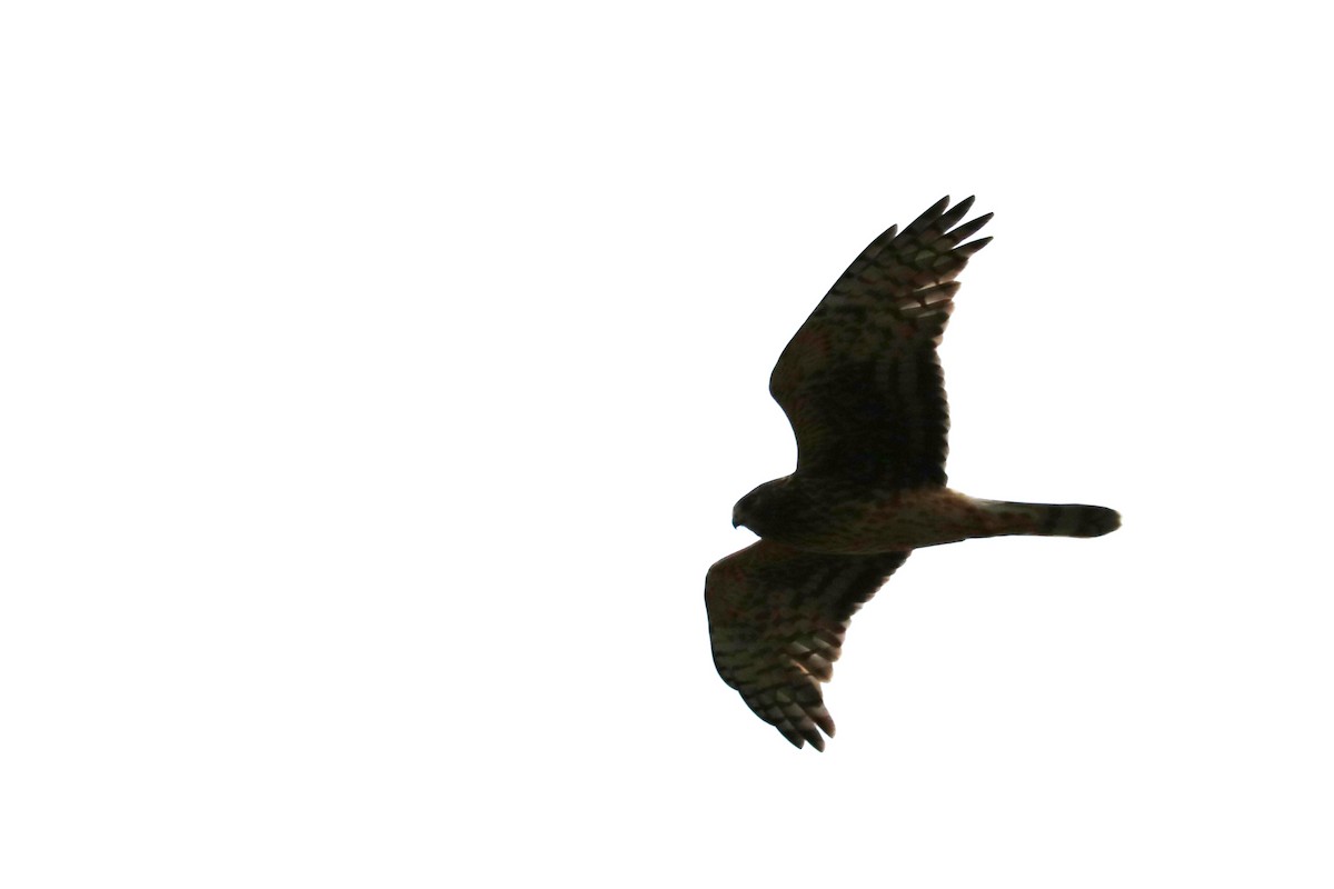 Northern Harrier - Colin Sumrall