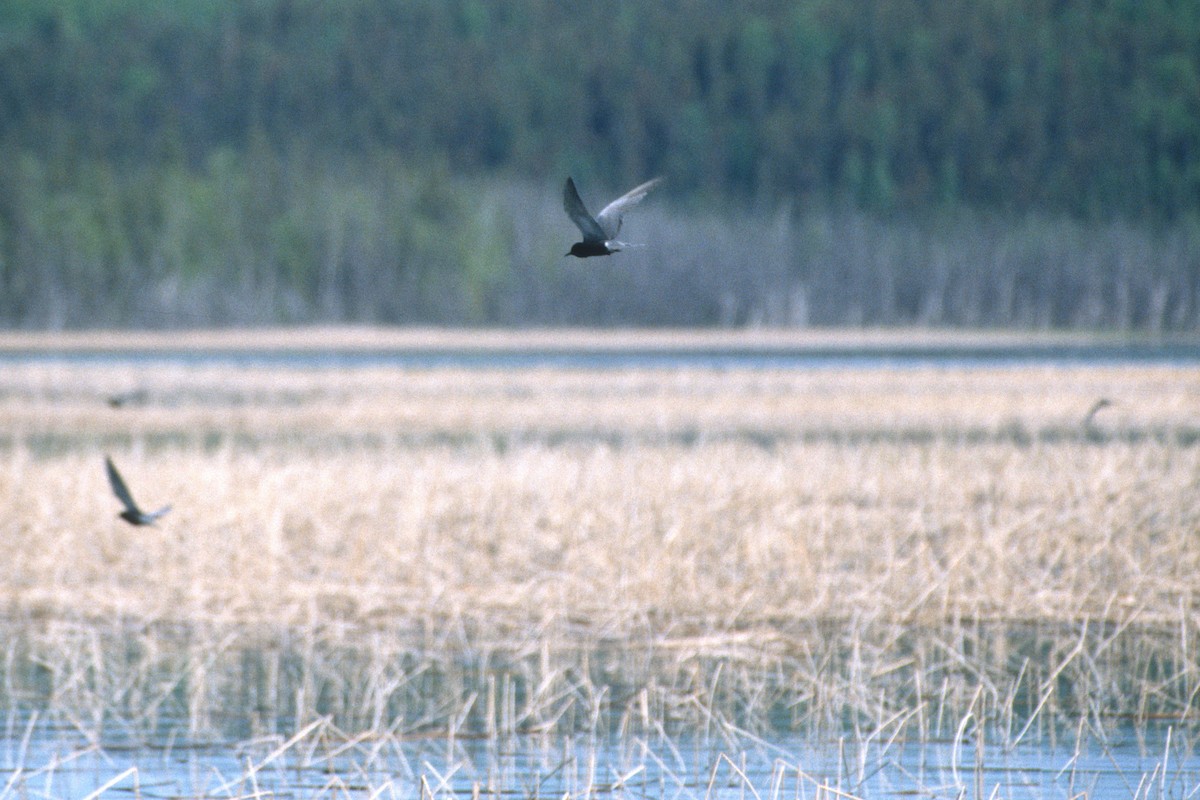 Black Tern - Cameron Eckert