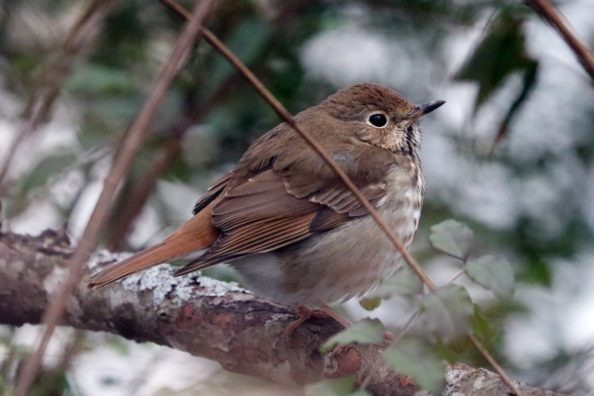 Hermit Thrush - ML134613751